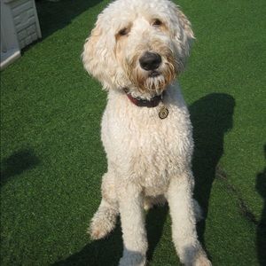 Meet your Posher, Ann marie